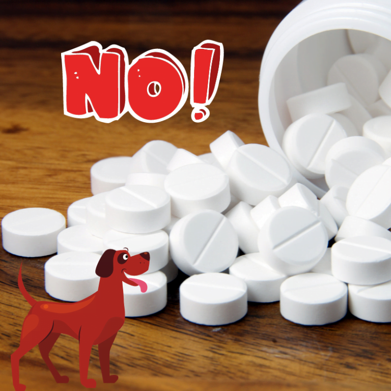 Can Dogs Have Paracetamol