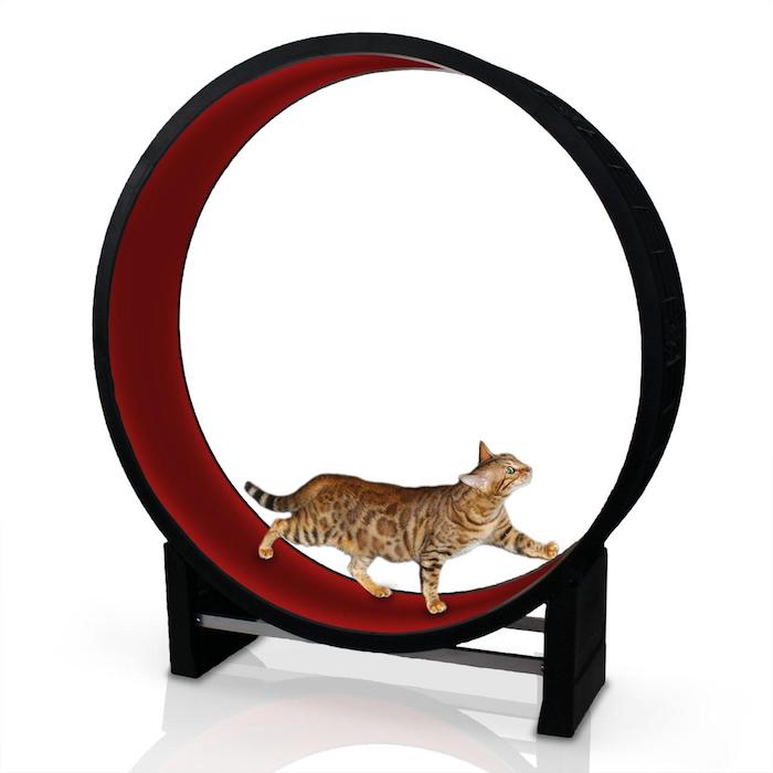 Cat Wheel