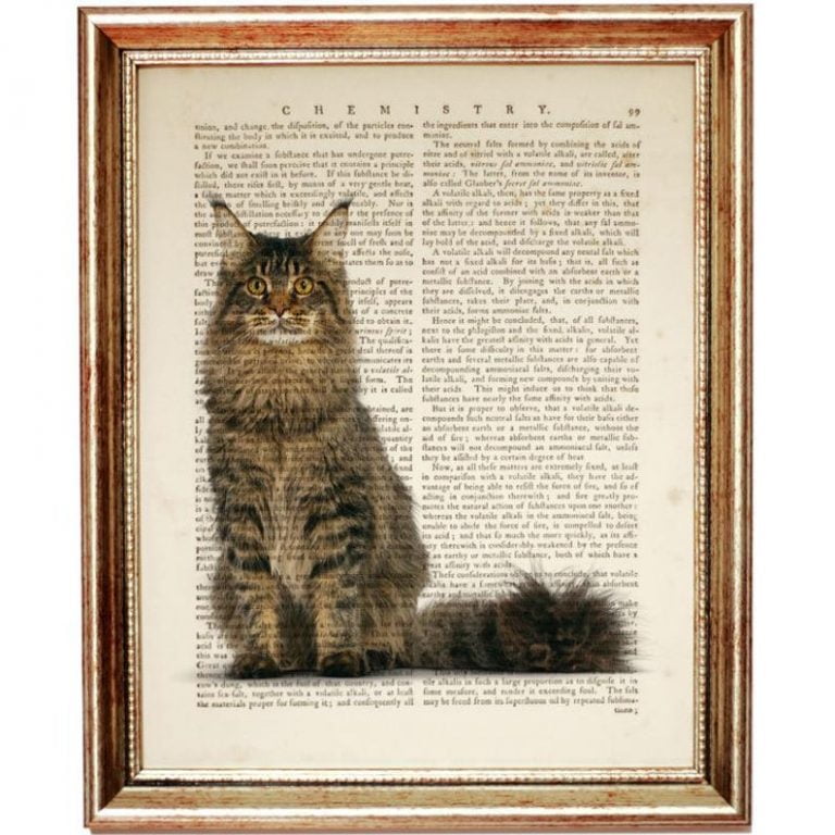 Maine Coon Cost