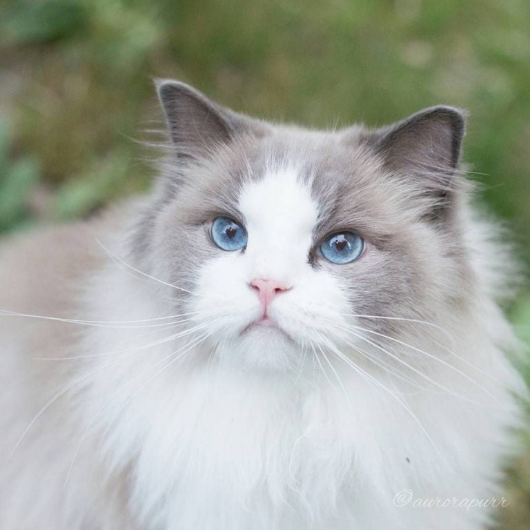 Russian Blue Kitten For Sale