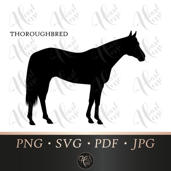 Thoroughbred Horses For Sale Uk