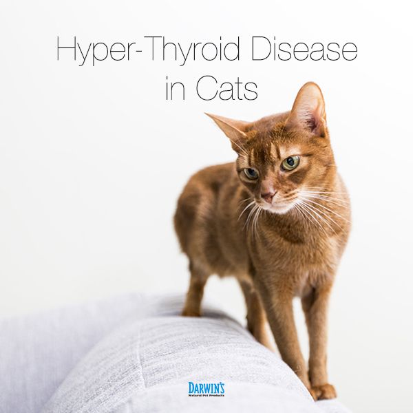 Hyperthyroidism In Cats Left Untreated