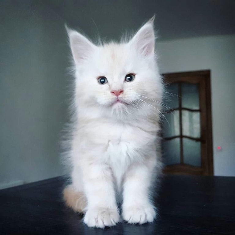 Maine Coon Cat For Sale Uk