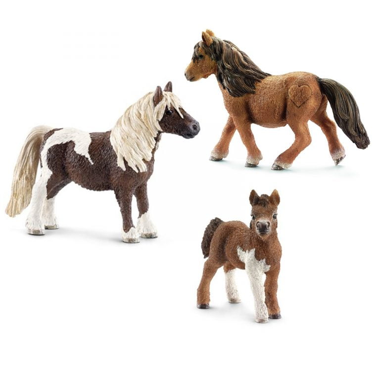 Miniature Shetland Pony For Sale