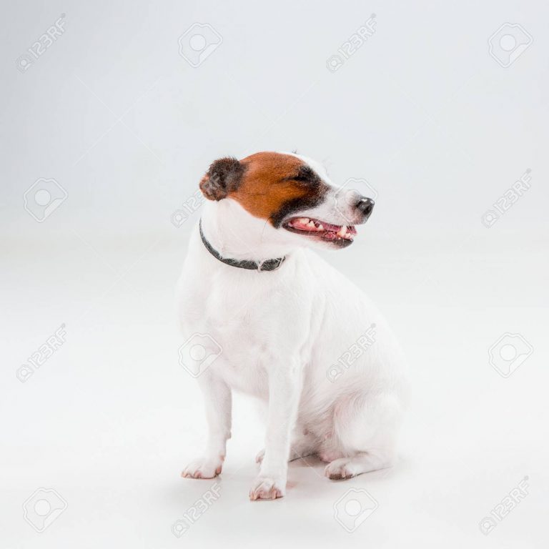Jack Russell Information