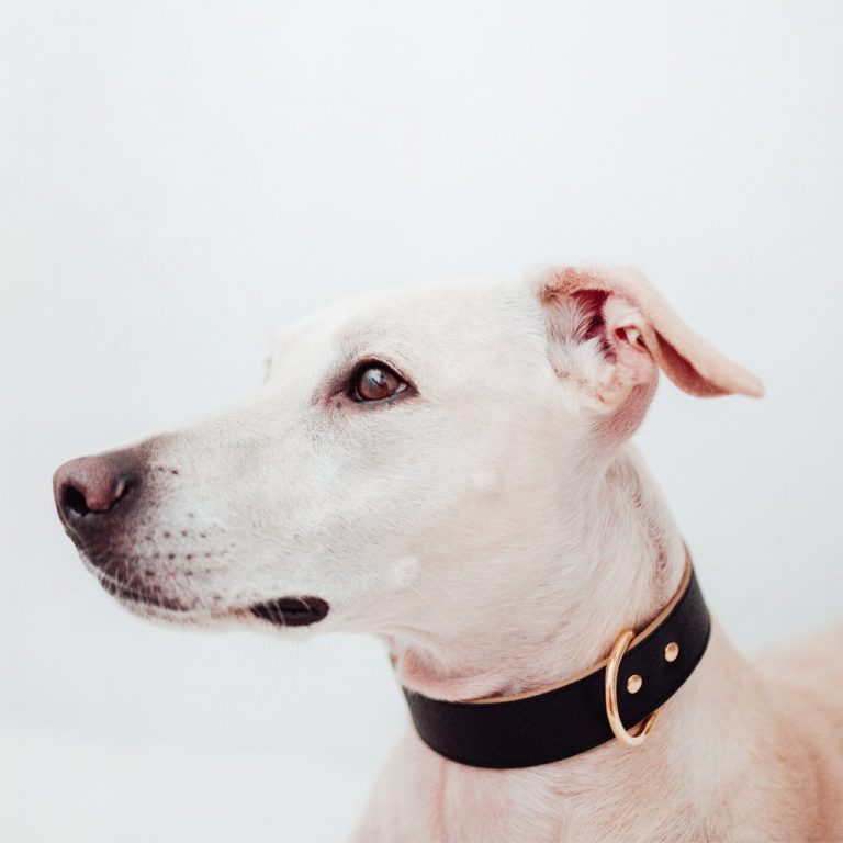 Buster Collars For Dogs