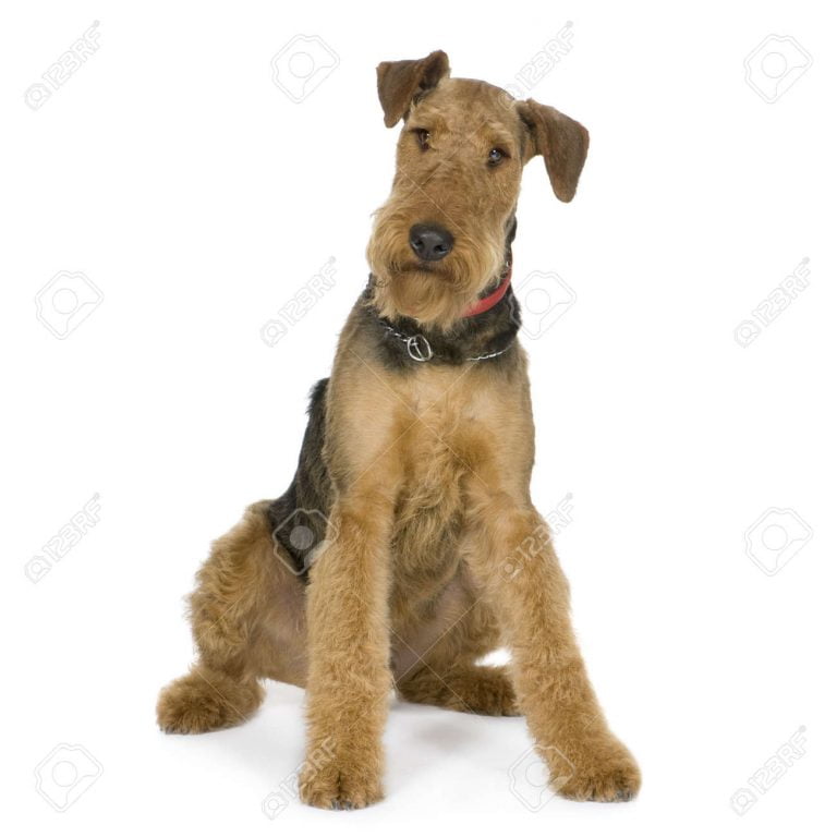 Airedale Dogs For Sale