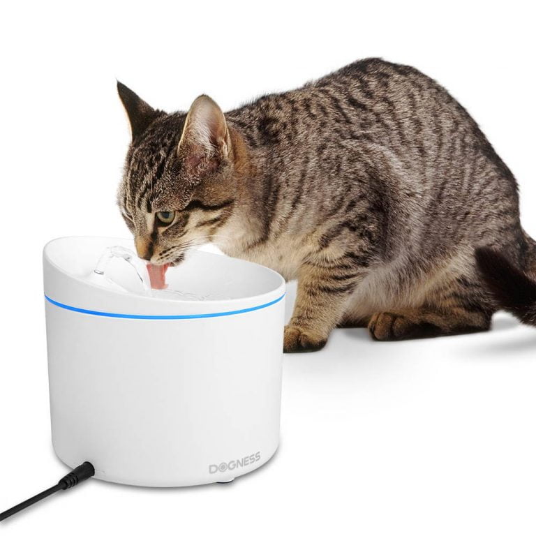 Best Water Fountain For Cats