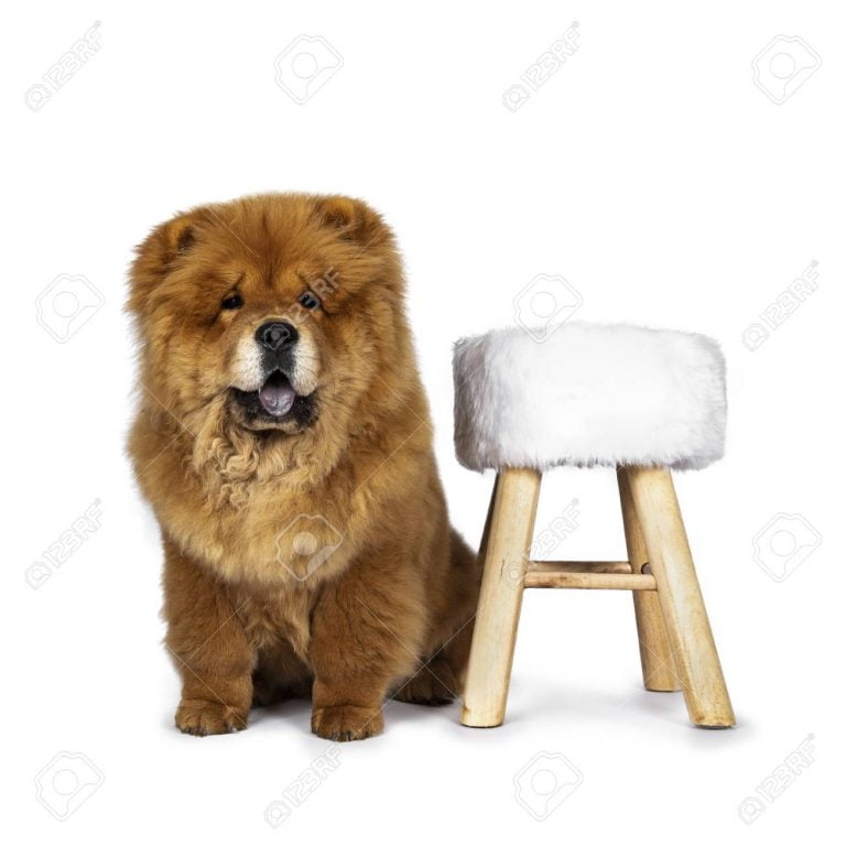 Brown Fluffy Dog