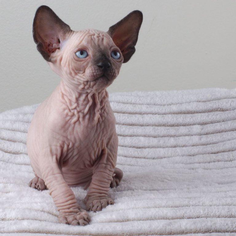 Hairless Cat For Sale
