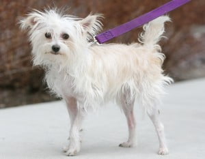 Chinese Crested Powder Puff