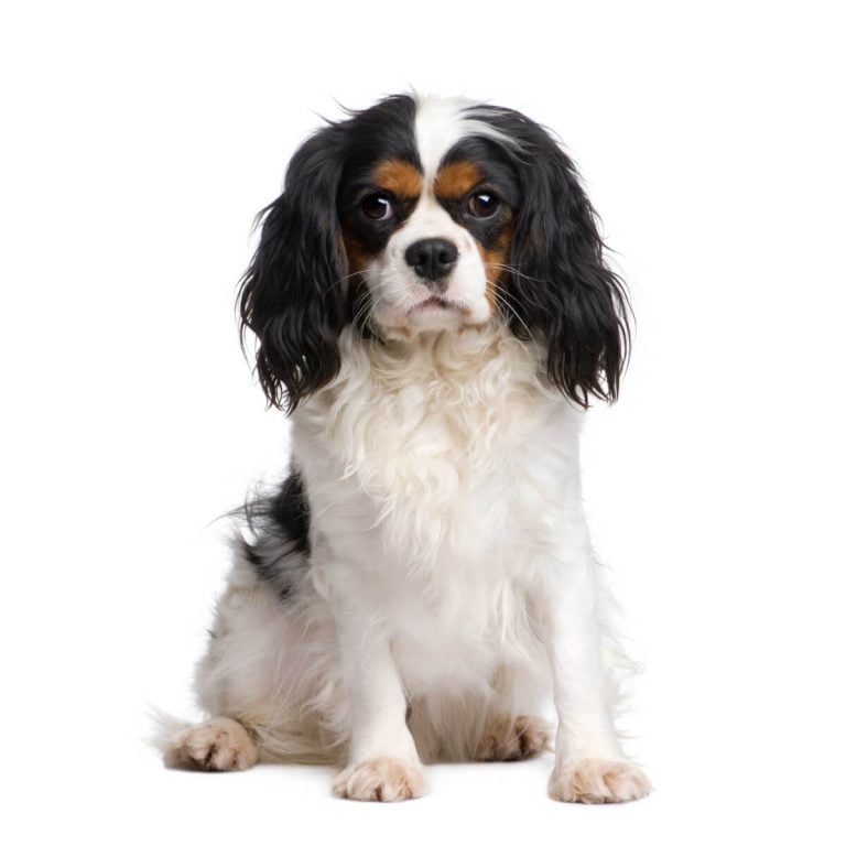 Do Cavalier King Charles Shed