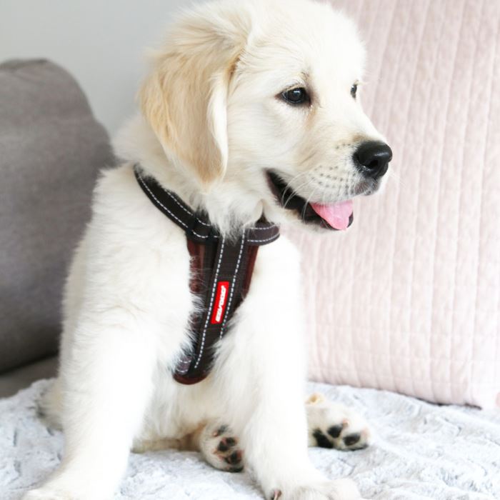 Dog Booster Seat With Harness