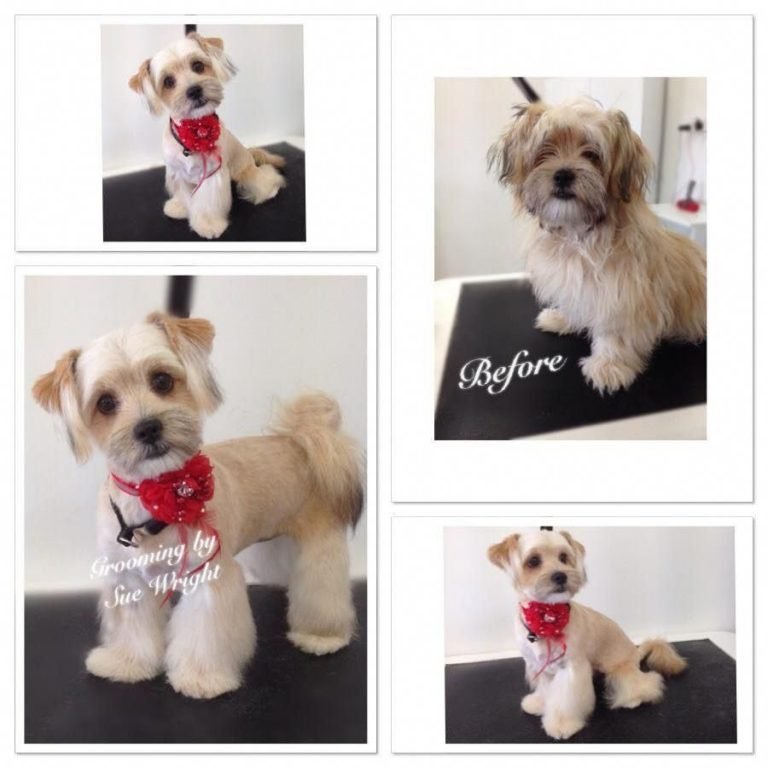 Belly Straps For Dog Grooming