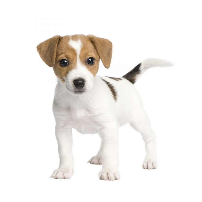 How Much Should A Jack Russell Weigh
