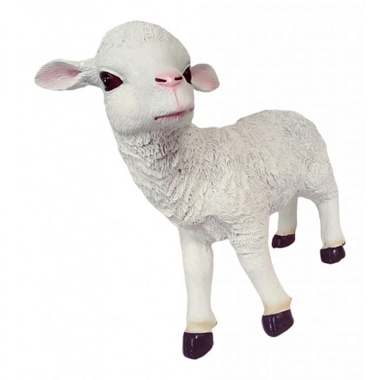 Lamb Goat