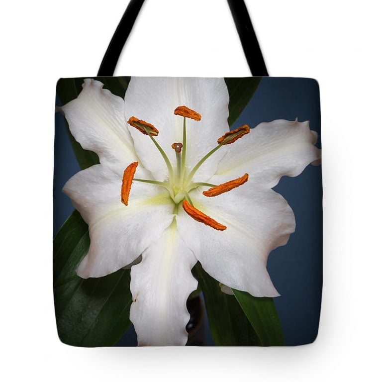 Lily Bags