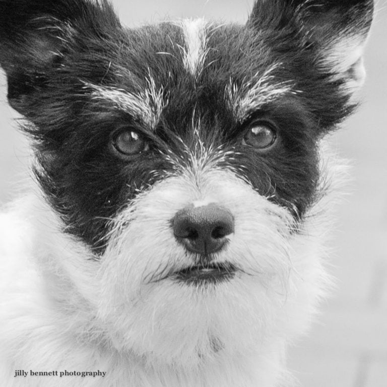 Long Haired Jack Russell Rescue