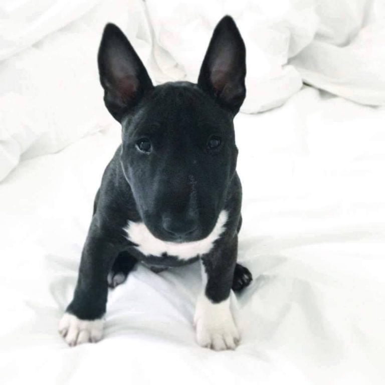 Miniature Bull Terriers For Sale