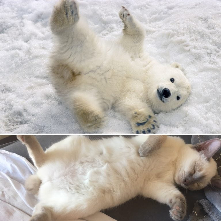 Polar Cats