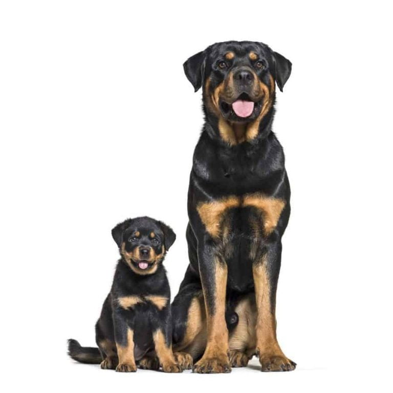 Rottweiler Dogs For Sale Uk