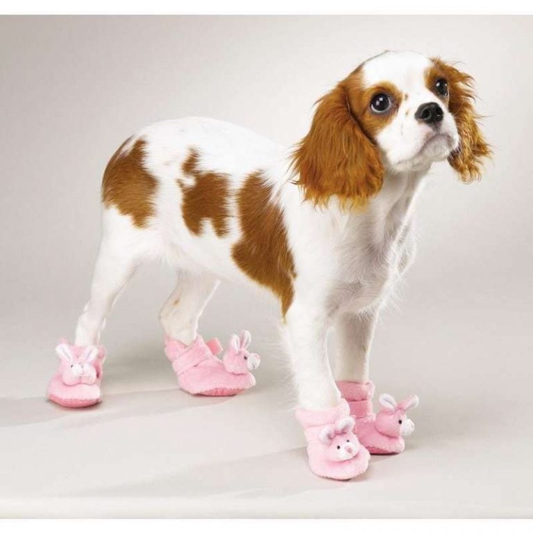 Slippers For Dogs