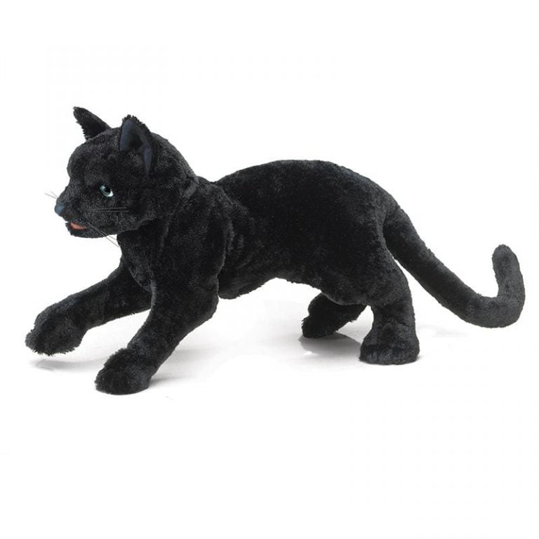 Bombay Black Cat