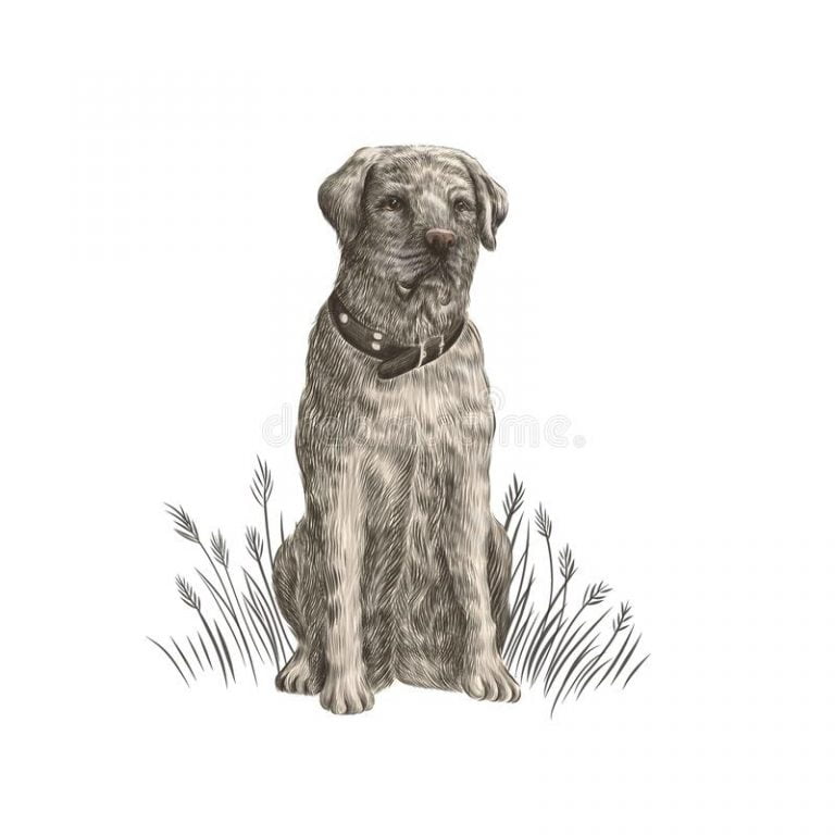 Border Terrier Cross Labrador