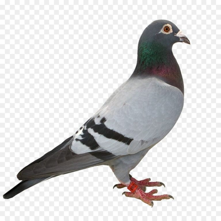 Free Pigeons