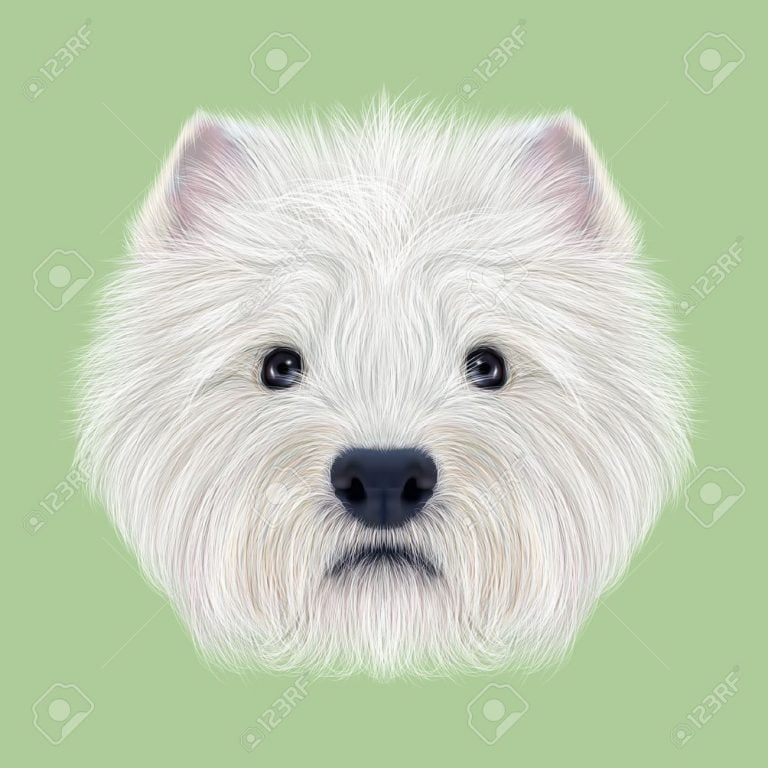 Highland Terriers