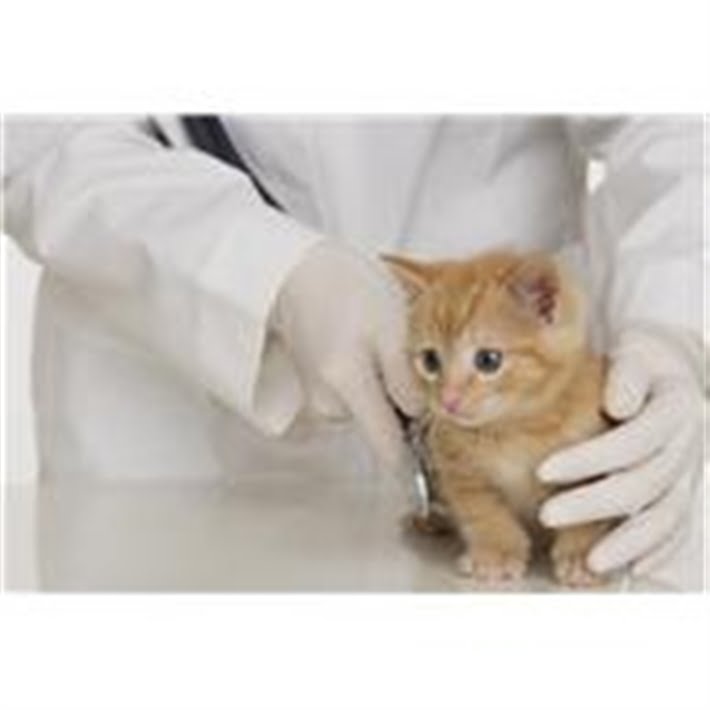 How Much Does It Cost To Become A Vet Uk