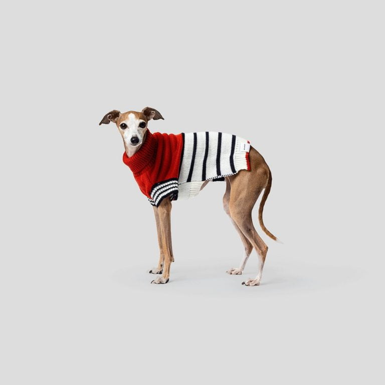 Jumper With Dog On