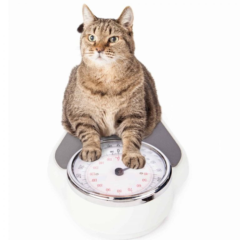 Older Cat Losing Weight