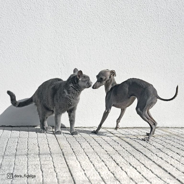 Owning A Greyhound