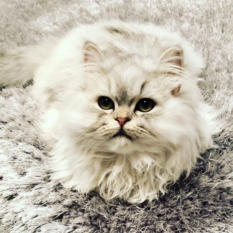 Persian Kittens For Sale Uk