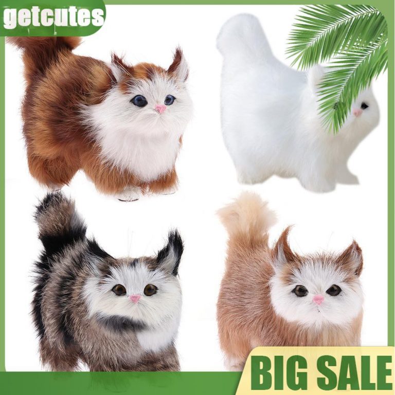 Ragamuffin Cat For Sale