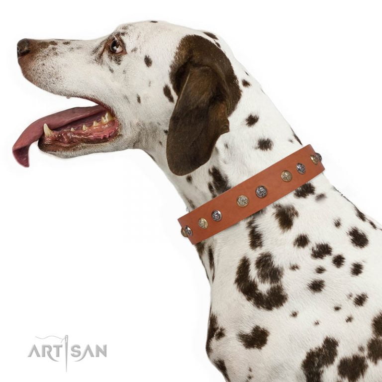 Silver Dog Collar