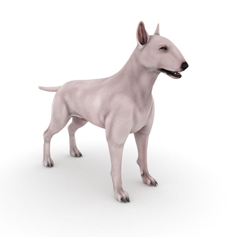 Staffordshire Bull Terrier Weight
