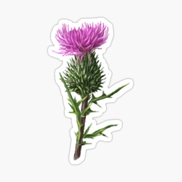 What Is Milk Thistle