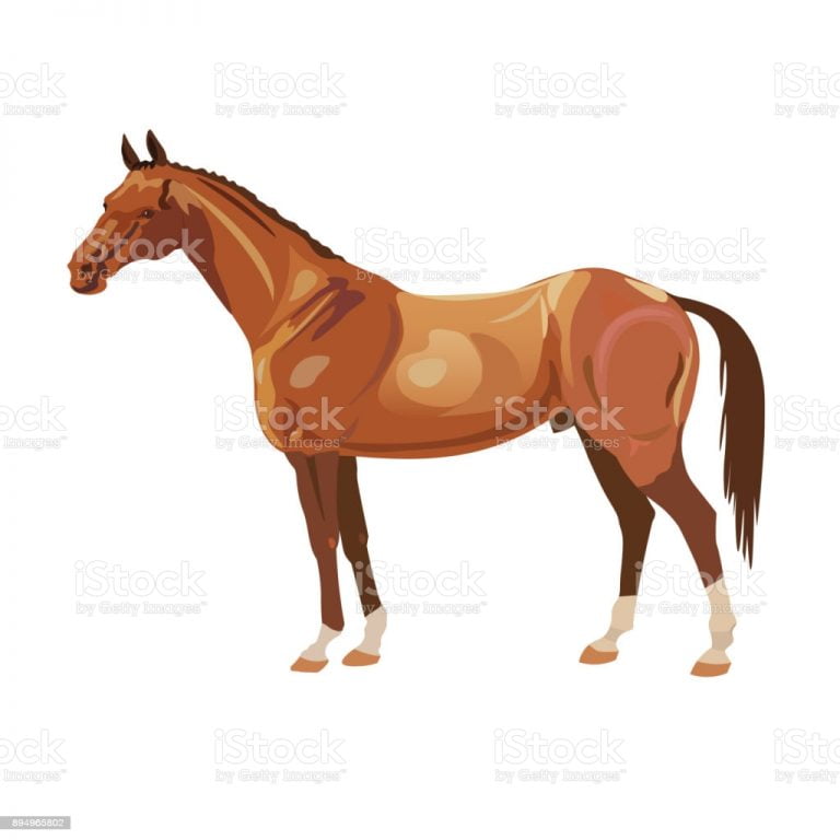 Arabian Horse Breed