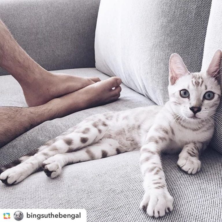 Cat Bengal