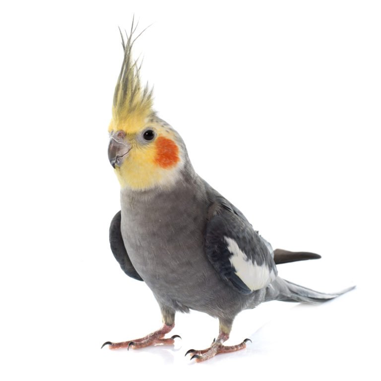 Cockatiel Parrot