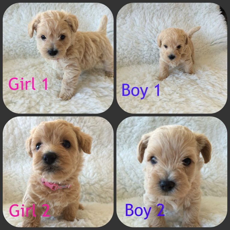 Cross Breed Puppies For Sale In Essex