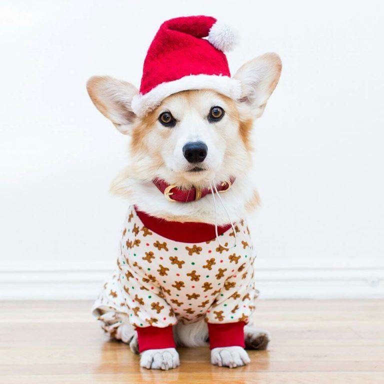 Cute Christmas Dogs