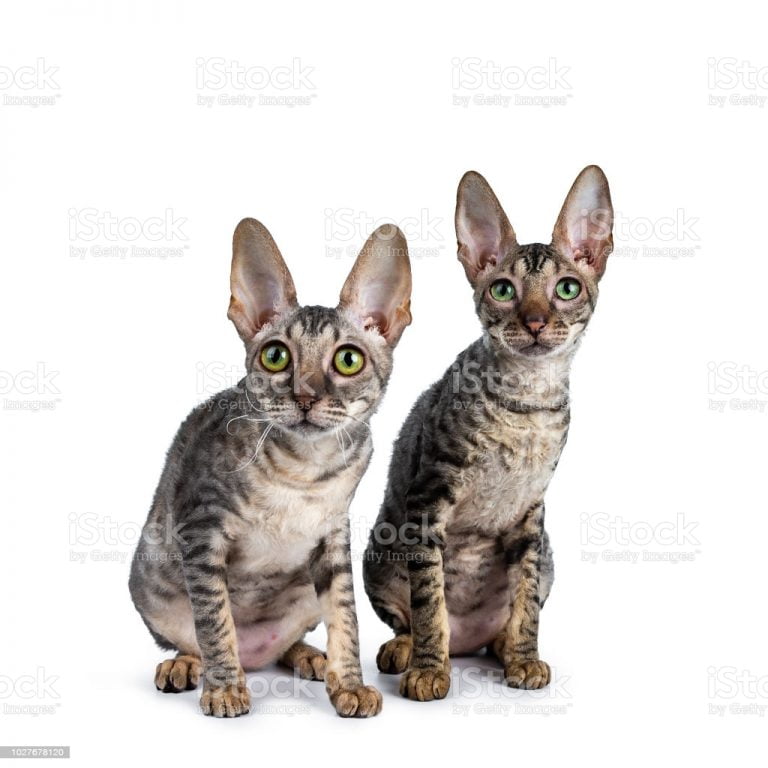 Devonshire Rex Kittens