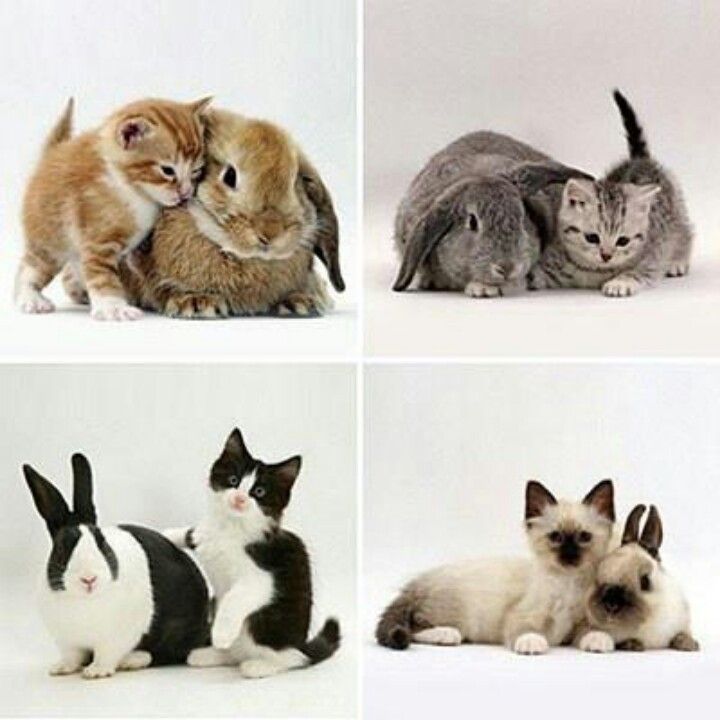 Do Cats And Rabbits Get Along