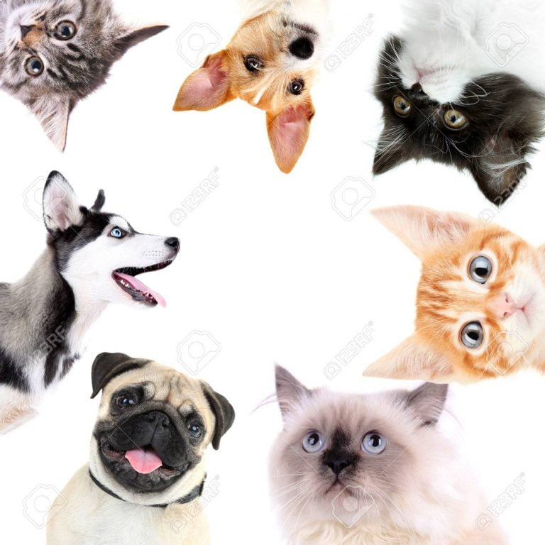 Dogs-Cats