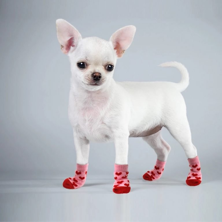 Dogs Shoes