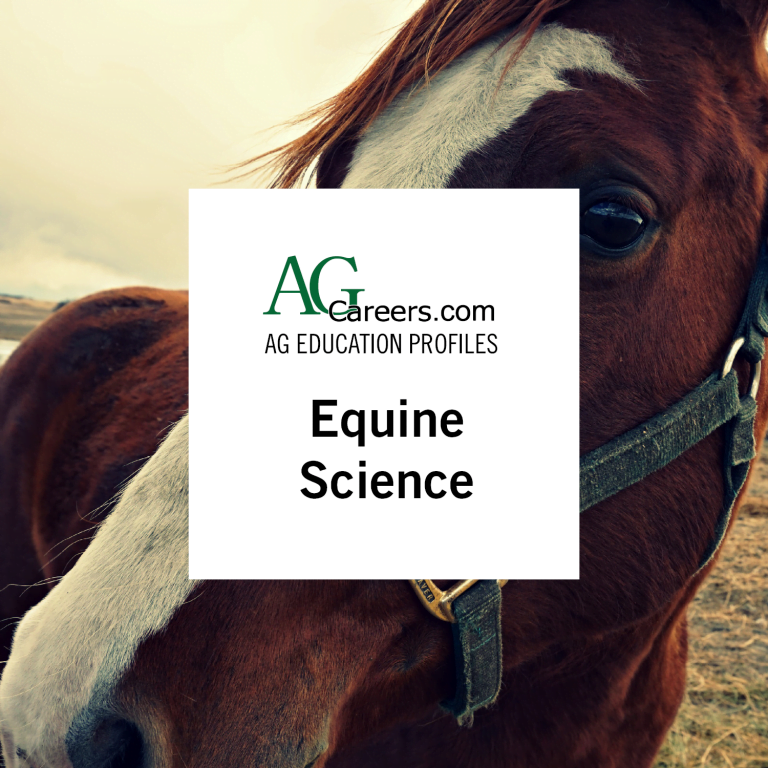 Equine Therapy Jobs
