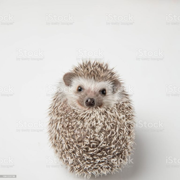 Hedgehog Spikes